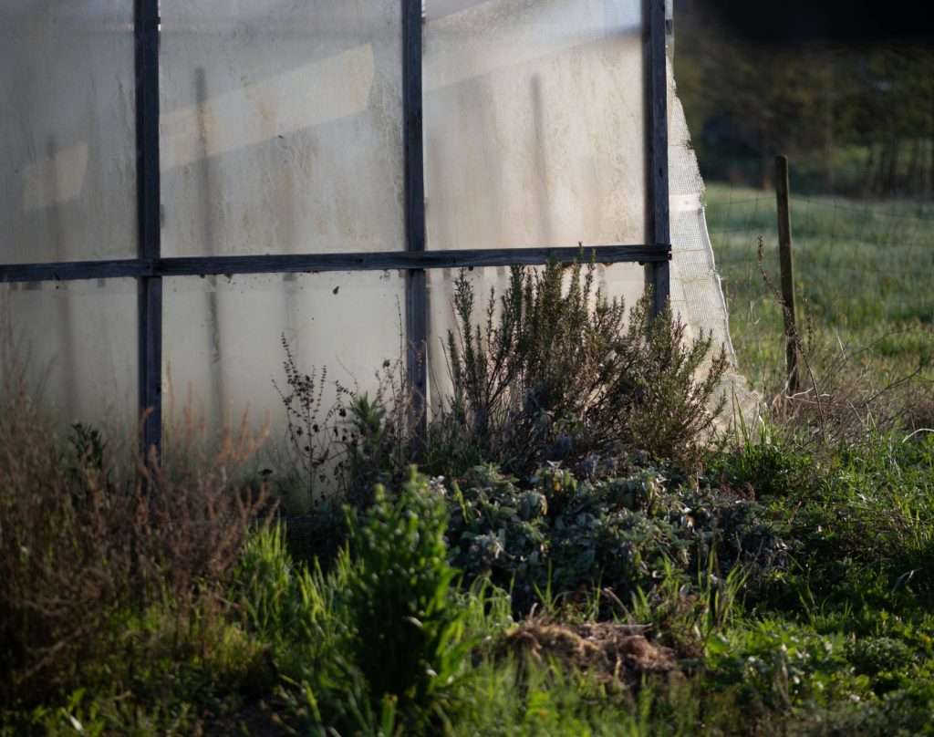 Abandoned greenhouse with overgrown plants, representing what happens when SEO investment is paused and competitors fill the gap