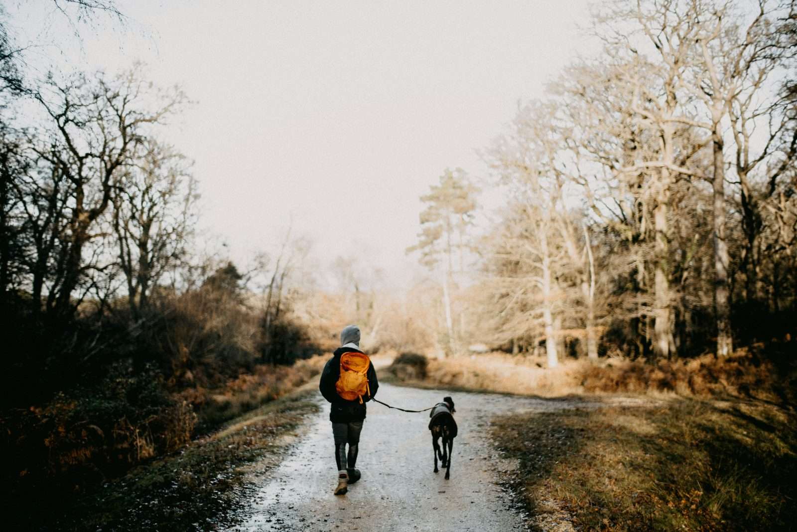 Dog walker on woodland path